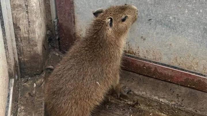 Parque Cristo del Mirador recibe capibara bebé como nueva atracción familiar