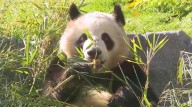 San Diego Zoo celebrates first anniversary of giant pandas' public debut