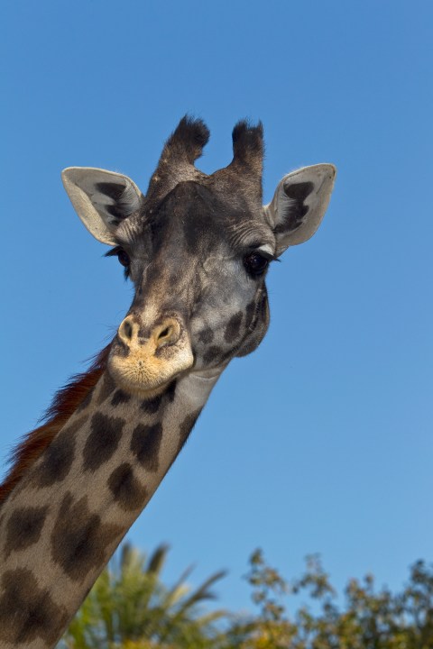 Heartbreaking day for San Diego animal lovers: giraffe, polar bear die same day at zoo