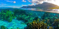French Polynesia: A Diver's Paradise Beyond Overwater Bungalows