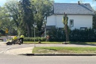 Saskatoon removes record number of trees infected with Dutch elm disease