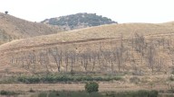 El tiempo que tarda en repoblarse un terreno arrasado por los incendios y cómo se recuperan los vecinos afectados