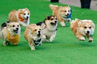 Over 100 Corgis Compete at International Dog Competition