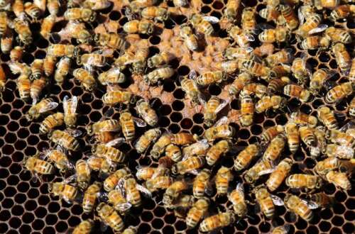 Local beekeeper holding presentation Wednesday at Bartlett library