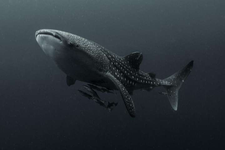 El 80 % de tiburones heridos en zona turística de Indonesia lo son por causa humana