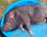 A stray pig snags the good life in Pennsylvania