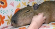 Capybara cafe helps animal sanctuary with unique experience