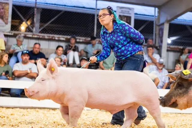Baum and Her Pigs Ready to Make Their Mark at the Fair