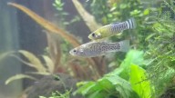 Reintroducen 350 ejemplares de pez fartet nacidos de parentales de Adra en el Paraje Natural Desembocadura del río Guadalhorce