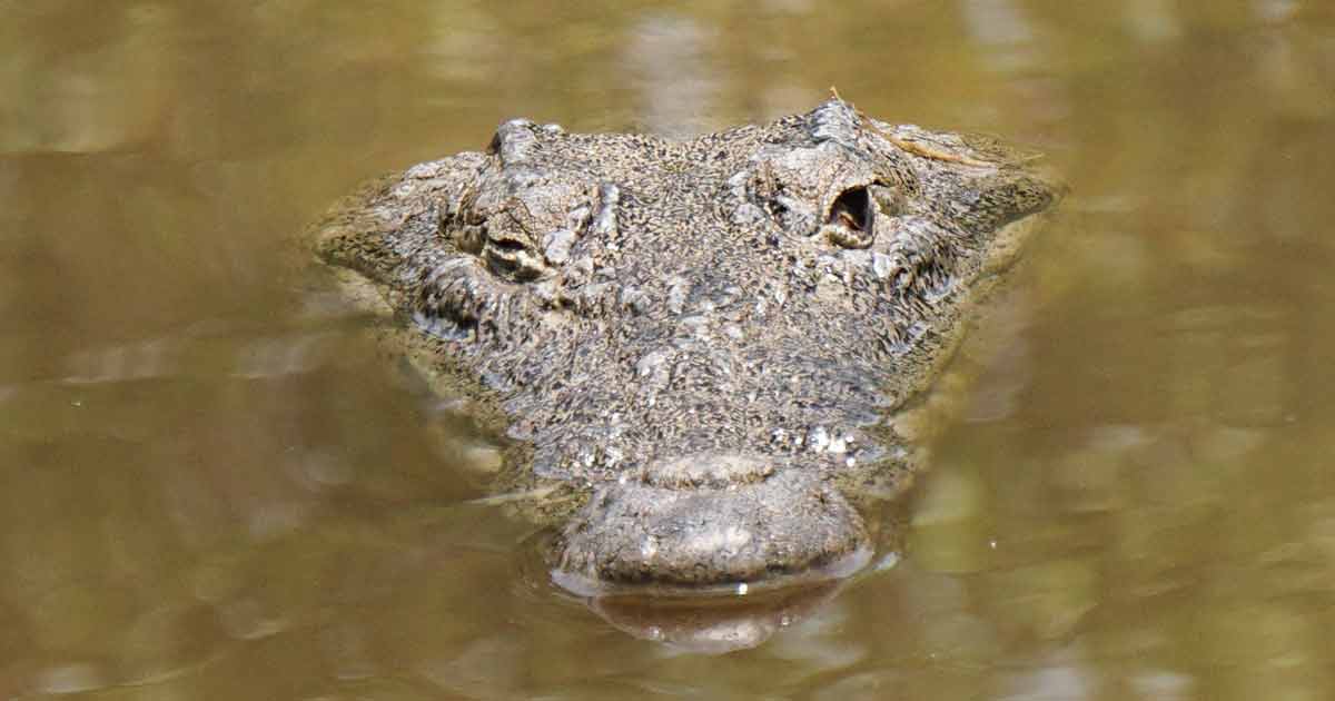 Confirman robo de cocodrilo y boa del zoológico de Veracruz