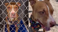 Senior Dog Saved From Euthanasia Finds Joy With A Loving Family In Arizona