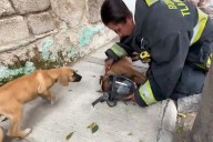 Bomberos rescatan a perro durante incendio