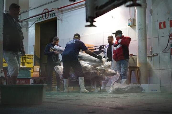 Brazil serves potentially contaminated shark meat to children in public schools