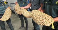 Interceptados hasta 430 kilos de caracoles en La Rioja con destino Albacete para su venta ilegal