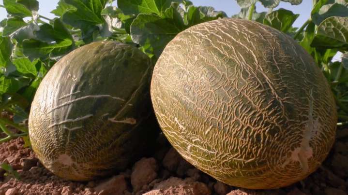De la huerta a la mesa: consejos para disfrutar de un buen melón este verano