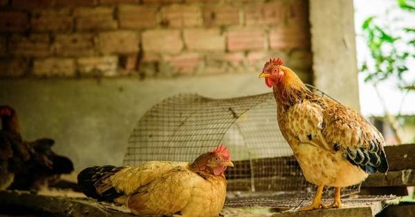 Por gripe aviar, Chile deja de importar pollos y huevos argentinos
