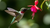 Qué significa que aparezca un colibrí en tu casa, según el Feng Shui