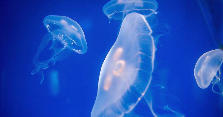 French nuclear plant shuts down due to swarm of jellyfish