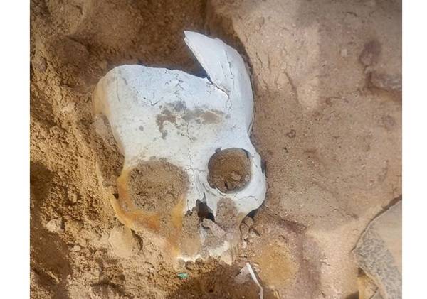 AGENTES HALLAN RESTOS ÓSEOS EN MAGOLLO