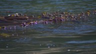Washington moves to protect kelp near Squaxin Island