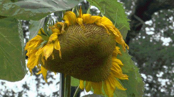 Documentary crew captures the moment Indiana sunflower surpasses world record