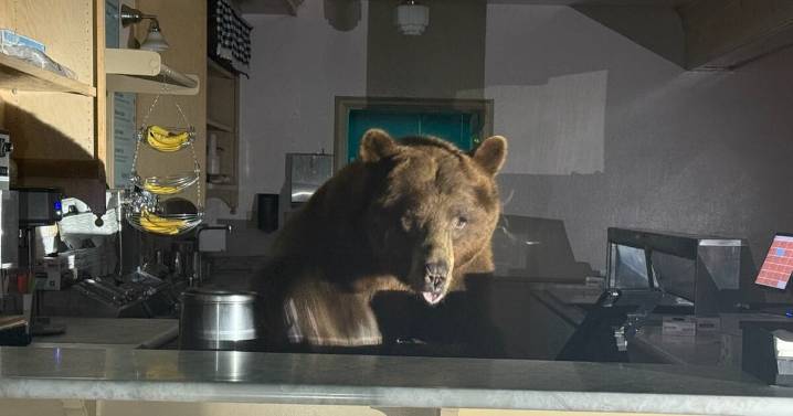 Got the scoop: Bear takes over California ice cream shop