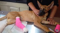 Salva Recuperando Amor la vida de ocho animales atropellados en el periodo julio