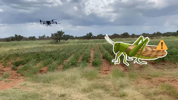 Plaga de chapulín 'pega' a por lo menos el 30% de los cultivos de Canatlán