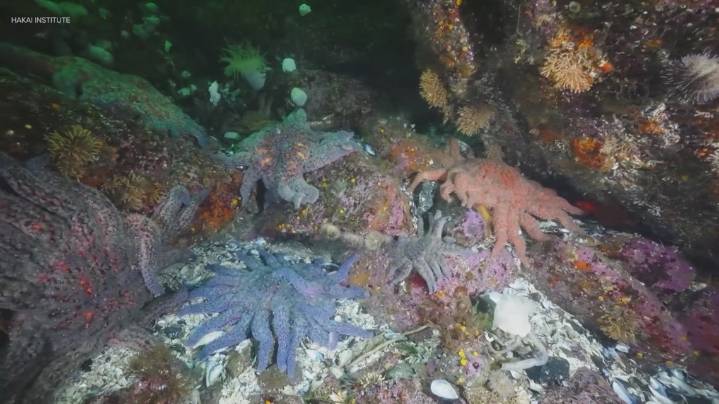 Researchers find cause of mass sea star die
