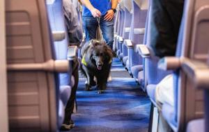 Paw-sitive vibes: Train therapy dog helps anxious passengers