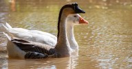Locals angry over plans to remove beloved geese from pond
