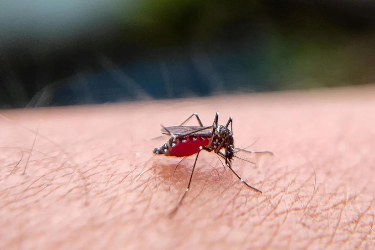 Detectan primer caso de dengue en Juárez
