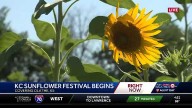 KC Sunflower Festival kicks off in Olathe, Kansas