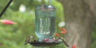 Hummingbird Festival at Siloam Springs State Park happening this weekend
