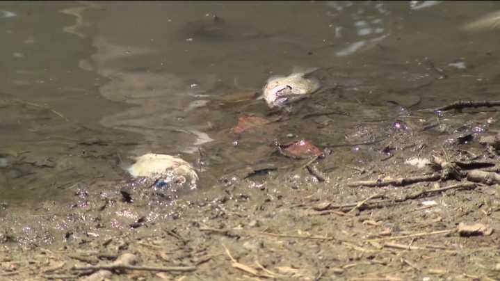 Numerous fish found dead at Austin's Mueller Lake Park; investigation underway