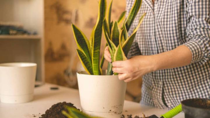 Pocos lo saben: cómo limpiar las hojas de tu sansevieria o lengua de suegra con un desecho de cocina