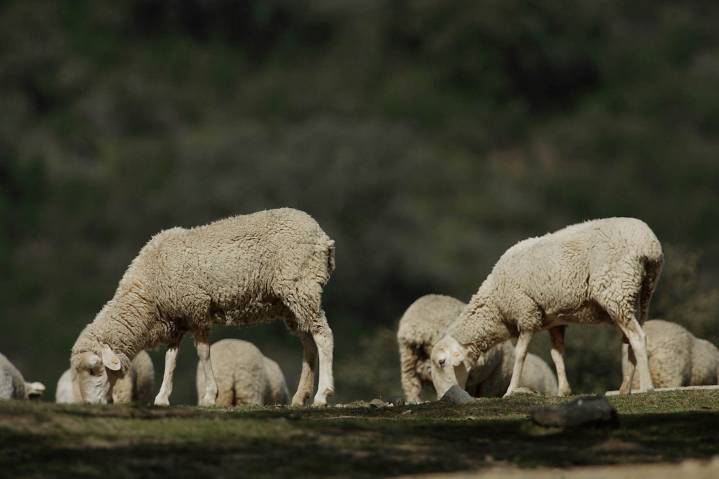 Sanidad confirma seis explotaciones ganaderas en Granada con sospecha de lengua azul