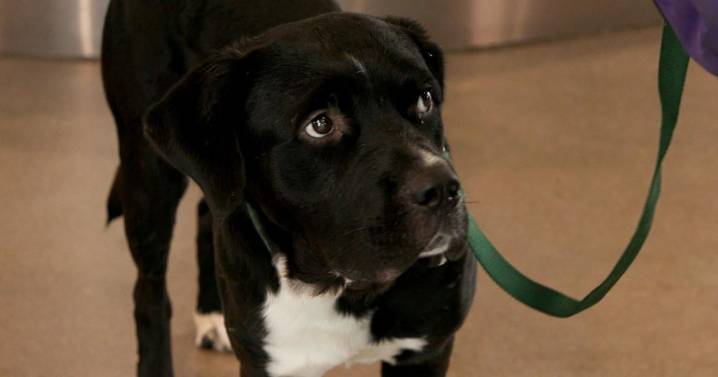 Tucson Subaru's Pet of the Week: Gentle pup Armstrong