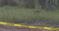 'Mitigate the problem as soon as possible'; sewerage district investigates 6M gallon wastewater spill