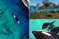 Marine zoo stops killer whale from mating with his mother