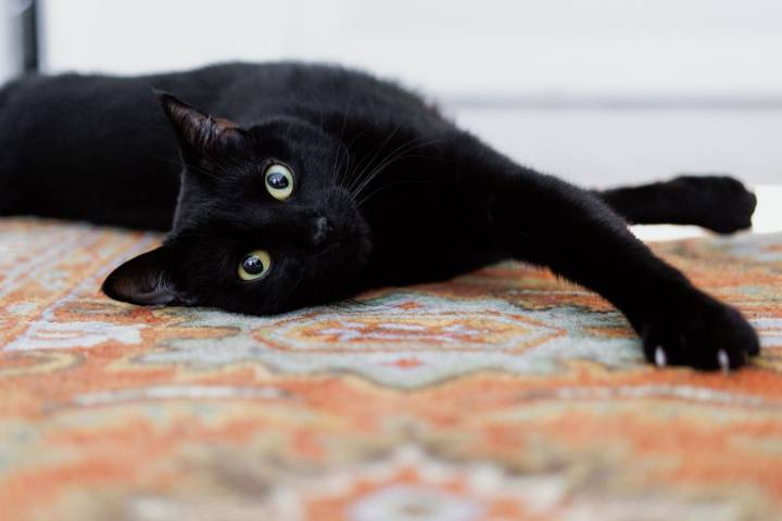 Woman Says Learning Why Boyfriend Hates Her Cat Changed Everything
