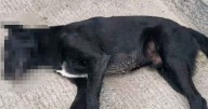 Denuncian envenenamiento masivo de mascotas en Tijuana