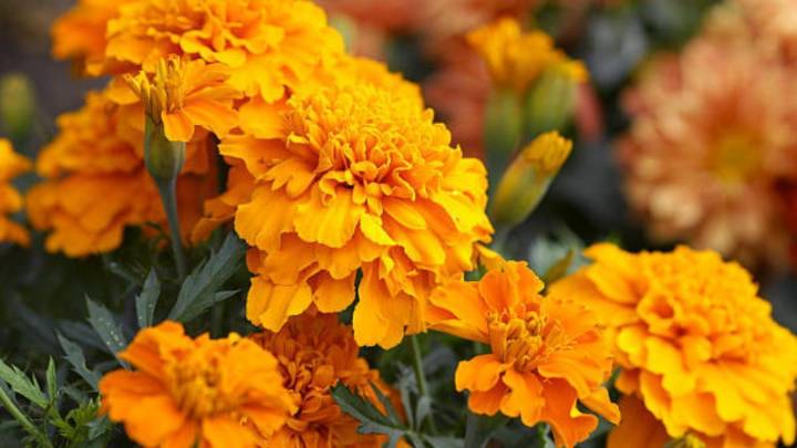 La planta que debes sembrar los primeros días de septiembre para que tu jardín estalle de flores en primavera