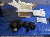 Las hacía pasar por juguetes de plástico, pero en realidad eran una especie protegida: detuvieron a un contrabandista de tortugas