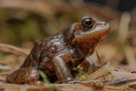 El Reino de Nubes de Ecuador, donde antiguos coníferos protegen los ríos de la codicia