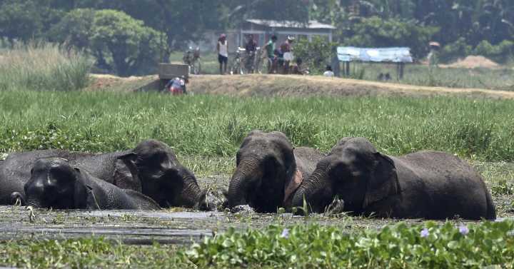 India, guardiana de seis de cada diez elefantes del planeta, enfrenta pérdida en aumento