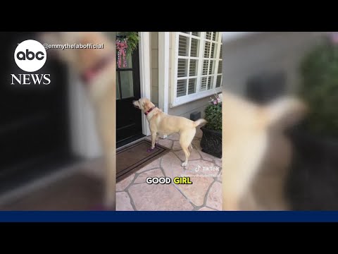 Dynamic dog's daily visits to neighbors 'never gets old'
