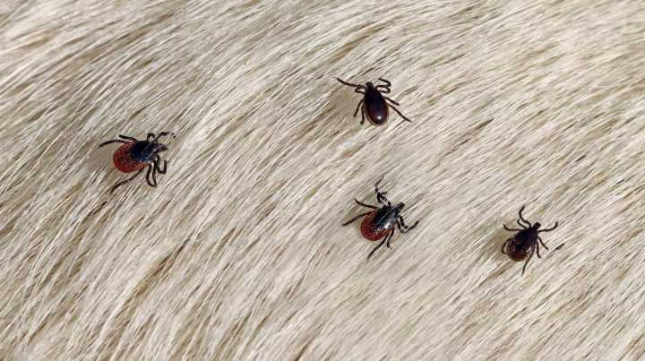 11 Common Things In Your Yard That Could Be Luring Ticks