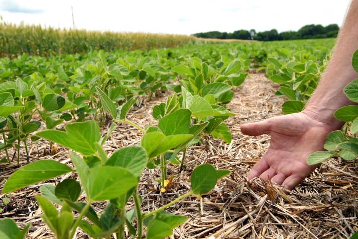 Opinión. O innovamos o desaparecemos: el desafío ineludible de la producción agrícola