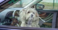 How to avoid legal trouble when saving a dog trapped in a hot car